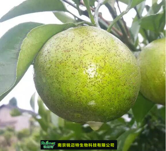 柑橘疮痂病,柑橘溃疡病等【高清图及解决方案】